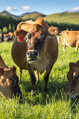 A close up of three cows grazing in a field
